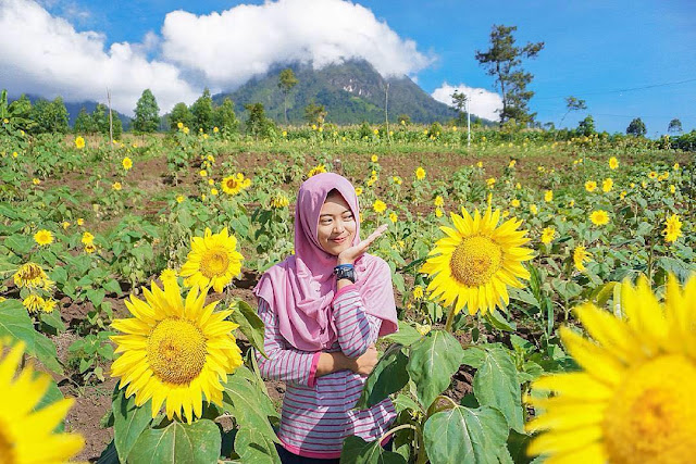 jalibar peternakan kuda di batu