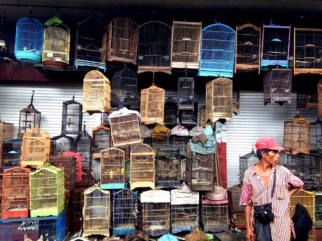 Pasar Burung Kota Malang - Splendid