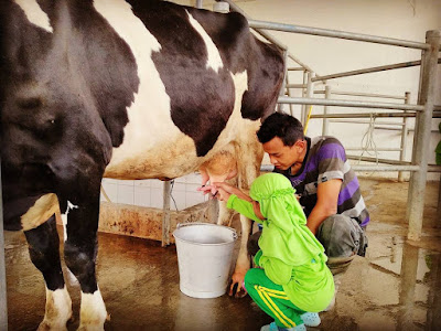 edukasi perah susu sapi milkindo