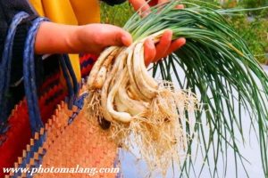 Bawang Batak